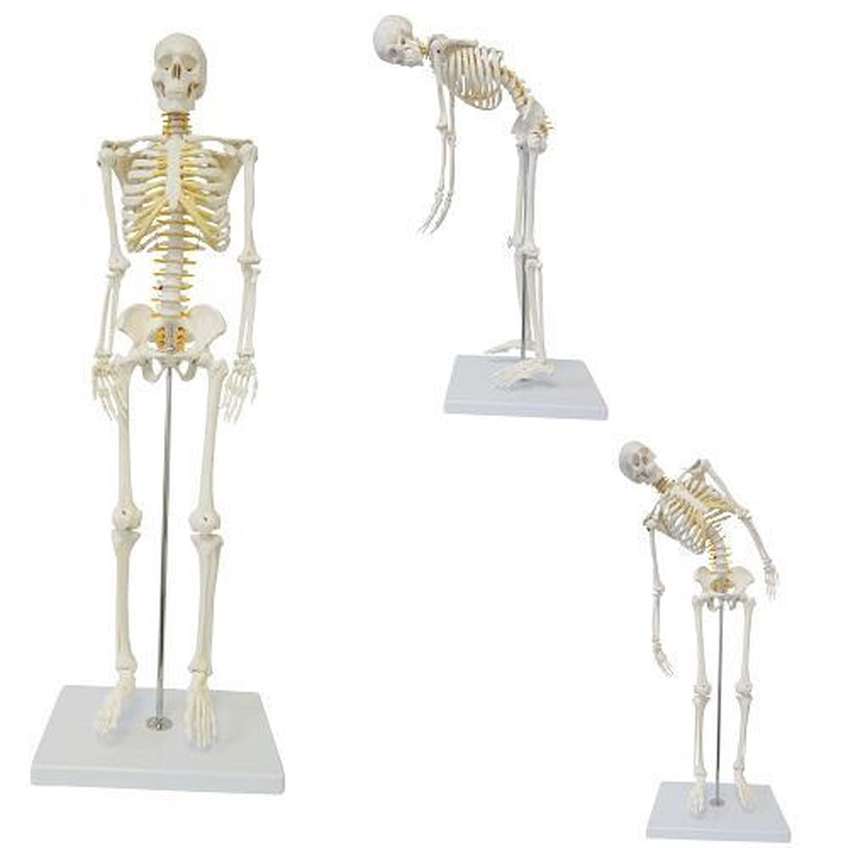 Het menselijk lichaam - anatomie model skelet (85 cm flexibel, met ruggenmergzenuwen)