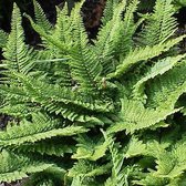 6 x Polystichum Setiferum - Naaldvaren pot 9x9cm