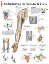 Understanding the Shoulder & Elbow