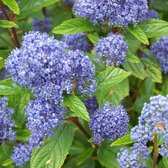 Ceanothus Pallidus 'Marie Simon' - Amerikaanse Sering - 40-50 cm pot: Struik met lichtroze bloemen in trossen, bloeit in de zomer.