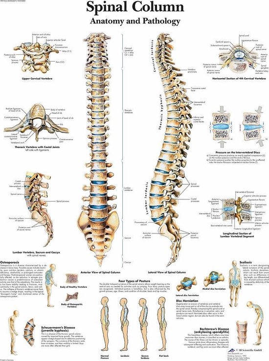 Het menselijk lichaam - poster wervelkolom 50x67 cm)