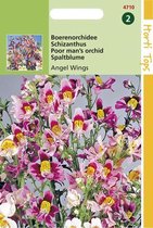 Hortitops Zaden - Schizanthus Wisetonensis Angel Wings