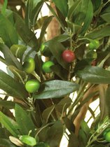 Europalms Olijfboom met fruit, 2 stammen, 250cm - Kunstplant