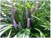 12 stuks Liriope muscari Big Blue - pot 9x9cm