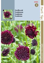 Hortitops Scabiosa Sweet Paars