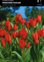 50 x Tulp Praestans Fusilier