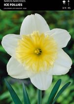 50 x Narcis Ice Follies