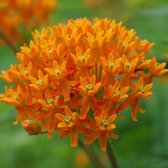 6 x Asclepias Tuberosa - Zijdeplant pot 9x9 cm