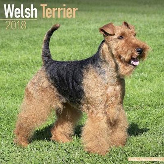 Welsh Terrier Calendar 2018