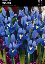 50 x Iris Bot Reticulata Blauw