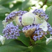 Hydrangea Involucrata - Hortensia - 25-30 cm in pot: Struik met opvallende blauwe of roze bloemen, afhankelijk van de zuurgraad.