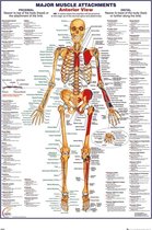 Menselijk lichaam poster - skelet - anatomie - 61x91.5cm