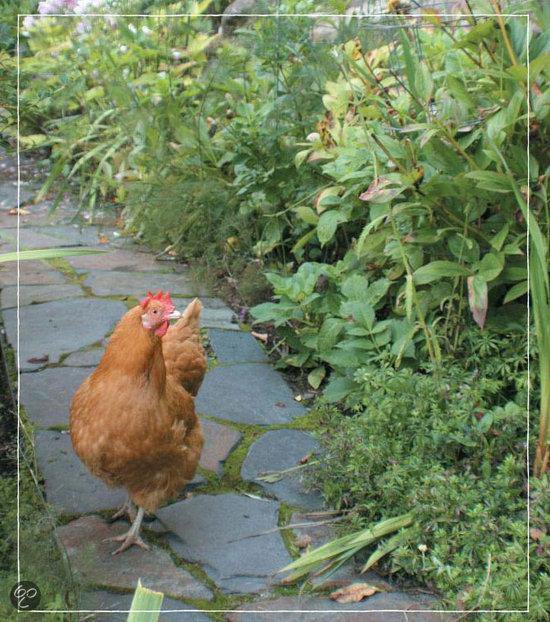 FreeRange Chicken Gardens (ebook), Jessi Bloom 9781604693836