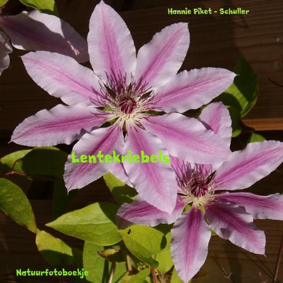 Cover van het boek 'Lentekriebels'