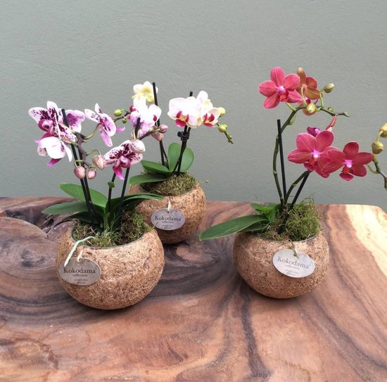 Kokodama Orchidee Phalaenopsis mini 2 tak (oranje gestreept), 25 CM hoog,  12 CM... | bol.com