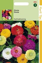 Hortitops Zaden - Zinnia Dubbele Dahliabl. Gemengd