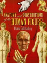 Anatomy and Construction of the Human Figure