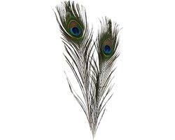 Creotime Pauwenveren, l: 25-30 cm, 10 stuks