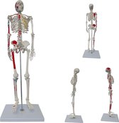 Skelet (met origo / insertie van spieren, 85 cm)