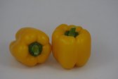 Gele paprika (8 planten)
