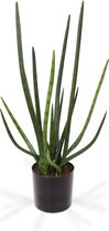 Sanseveria Cylindrica kunstplant 75 cm groen