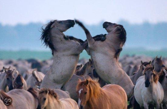 Twee grijze paarden vechten in een kudde paarden.