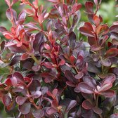 Berberis Thunbergii 'Atropurpurea Nana' - Zuurbes 20-25 cm pot