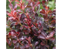 Berberis Thunbergii 'Atropurpurea Nana' - Zuurbes 20-25 cm pot