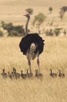 Ostrich Outing Blank Book Lined Journal (6x9)