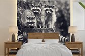 Papier peint photo peint photo vinyle - Ratons laveurs sur mur largeur 240 cm x hauteur 240 cm - Tirage photo sur papier peint (disponible en 7 tailles)