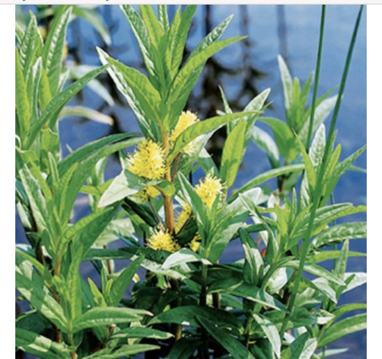 6 x Lysimachia thyrsiflora 'Variegata' - Moeraswederik - pot 9 x 9 cm