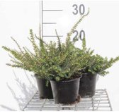 6 x Erica darleyensis - Rood - DOPHEIDE , WINTERHEIDE , VOORJAARSHEIDE pot 10,5 cm