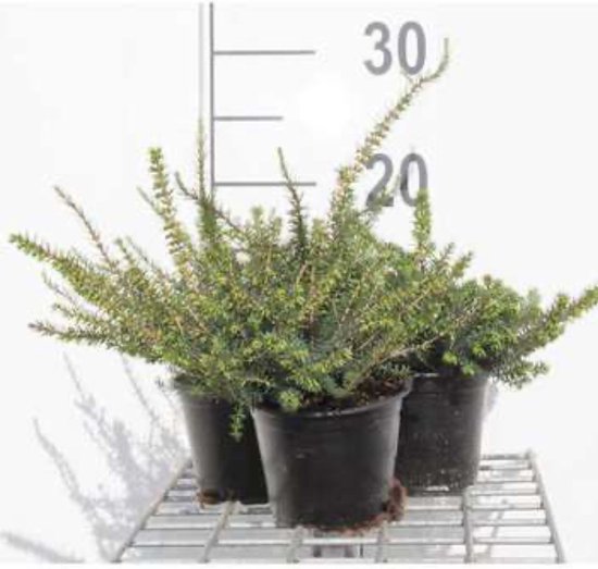 Foto: 6 x erica darleyensis rood dopheide winterheide voorjaarsheide pot 10 5 cm