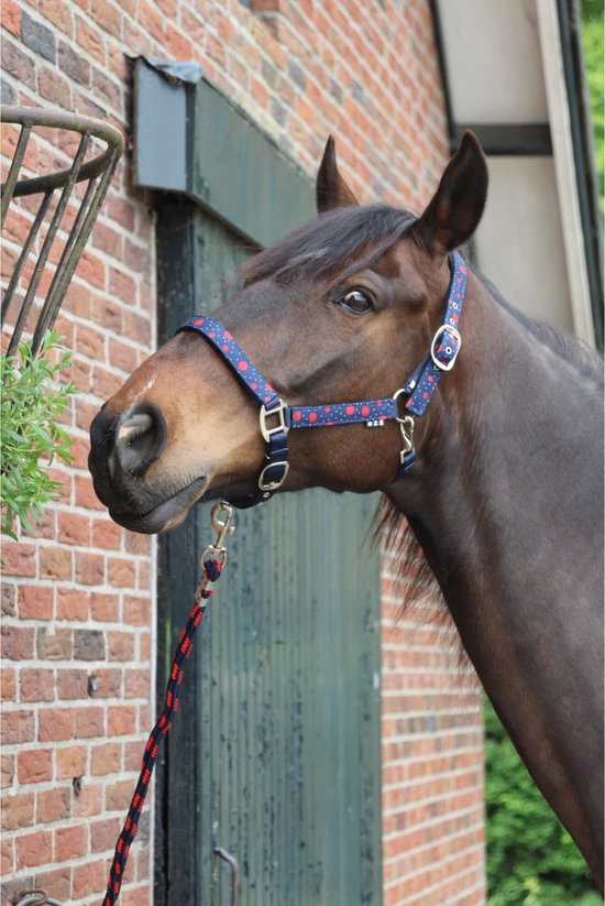 Een bruin paard draagt een halster met een donkerblauwe basis en rode stipjes. Een bijpassend rood-blauw gestreept halstouw hangt eraan.