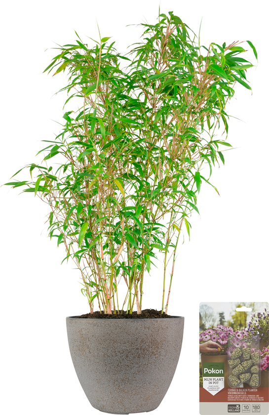 Pokon Powerplanten Bamboe 70 cm - Buitenplant - in Pot (Nova, Betonlook Goud) - Fargesia Rufa - Plantenvoeding en Verzorgingstips inbegrepen