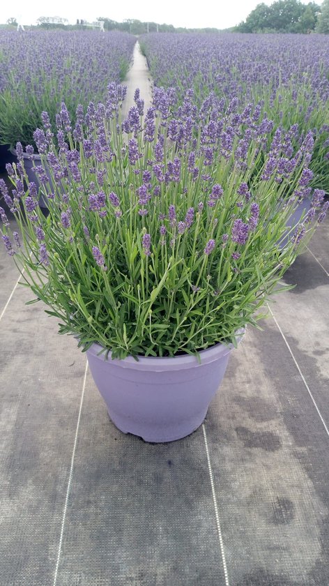 10x Lavendel (Lavendula angustifolia 'Essence Purple')