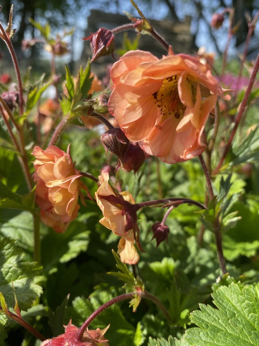 6 x Geum 'Mai Tai' - Nagelkruid - P9 Pot (9 x 9cm) - Dima Vaste Planten