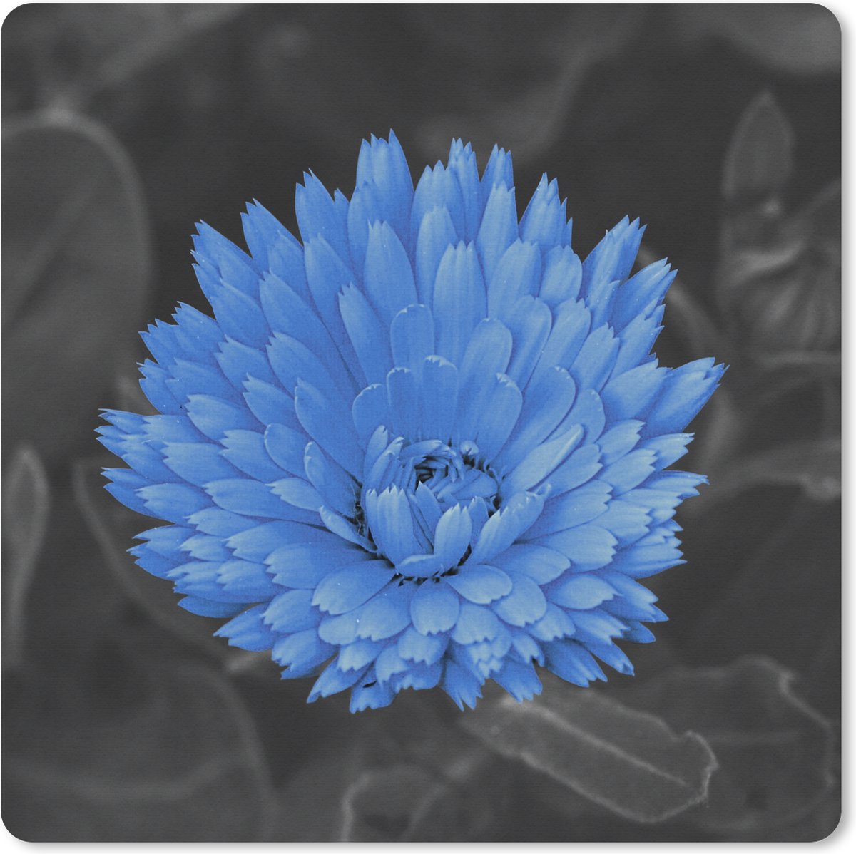 Muismat XXL 60x60 cm - Bureau onderlegger - Bureau mat Bloemen - Zwart - Wit - Blauw - Bureaumat - Gaming mousepad xl - Bureaulegger groot - Computer deskmat