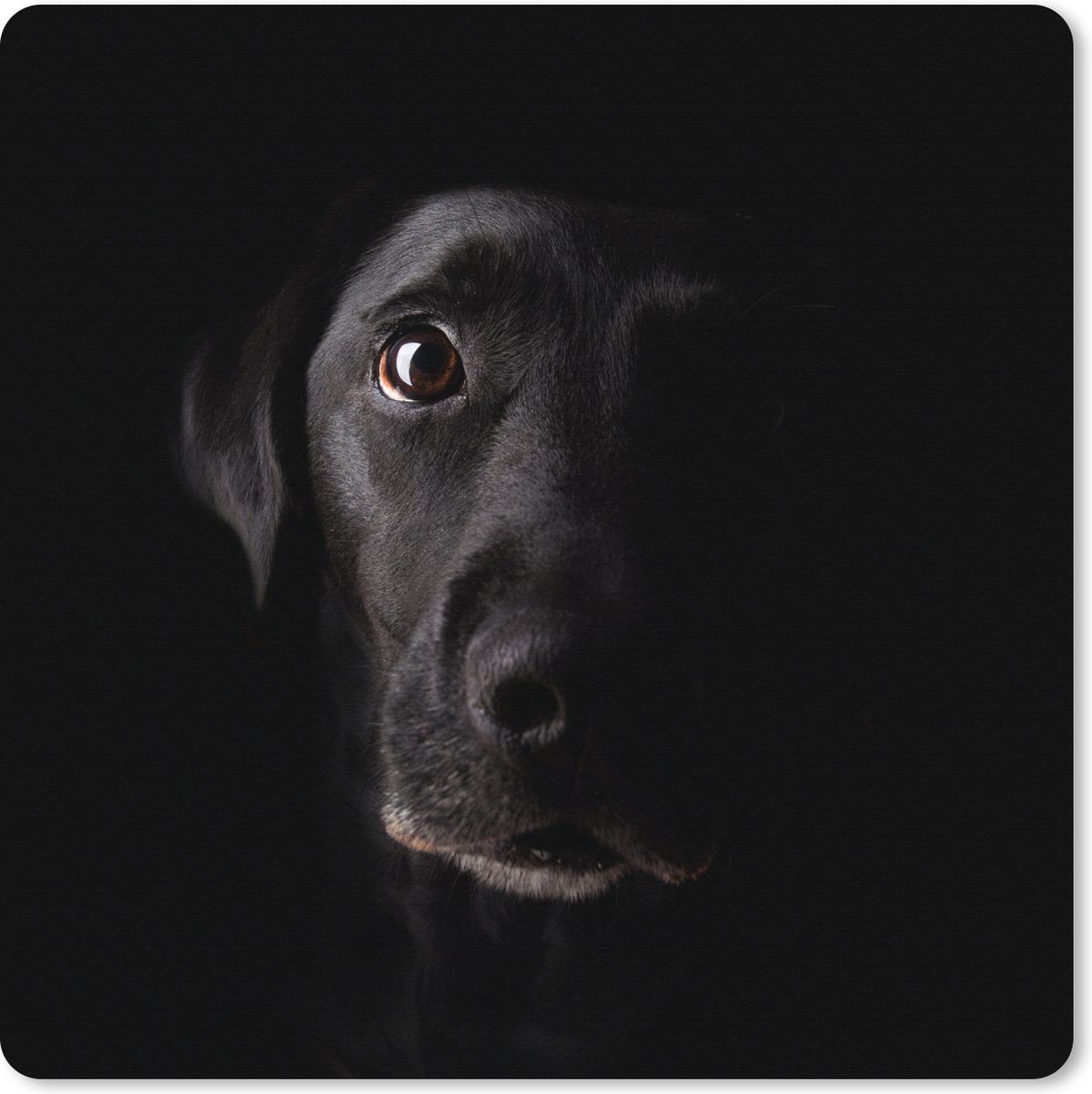 Muismat XXL 50x50 cm - Bureau onderlegger - Bureau mat Een zwarte Labrador Retriever op een zwarte achtergrond - Bureaumat - Gaming mousepad xl - Bureaulegger groot - Computer deskmat