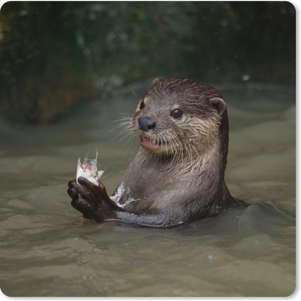 Muismat XXL 80x80 cm - Bureau onderlegger - Bureau mat Otter met voedsel in het water - Bureaumat - Gaming mousepad xl - Bureaulegger groot - Computer deskmat