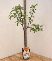 Pommier Jonagold -Fruitier- 120 cm de haut- Tige basse- Cultivé en pot- Variété de producteur professionnel
