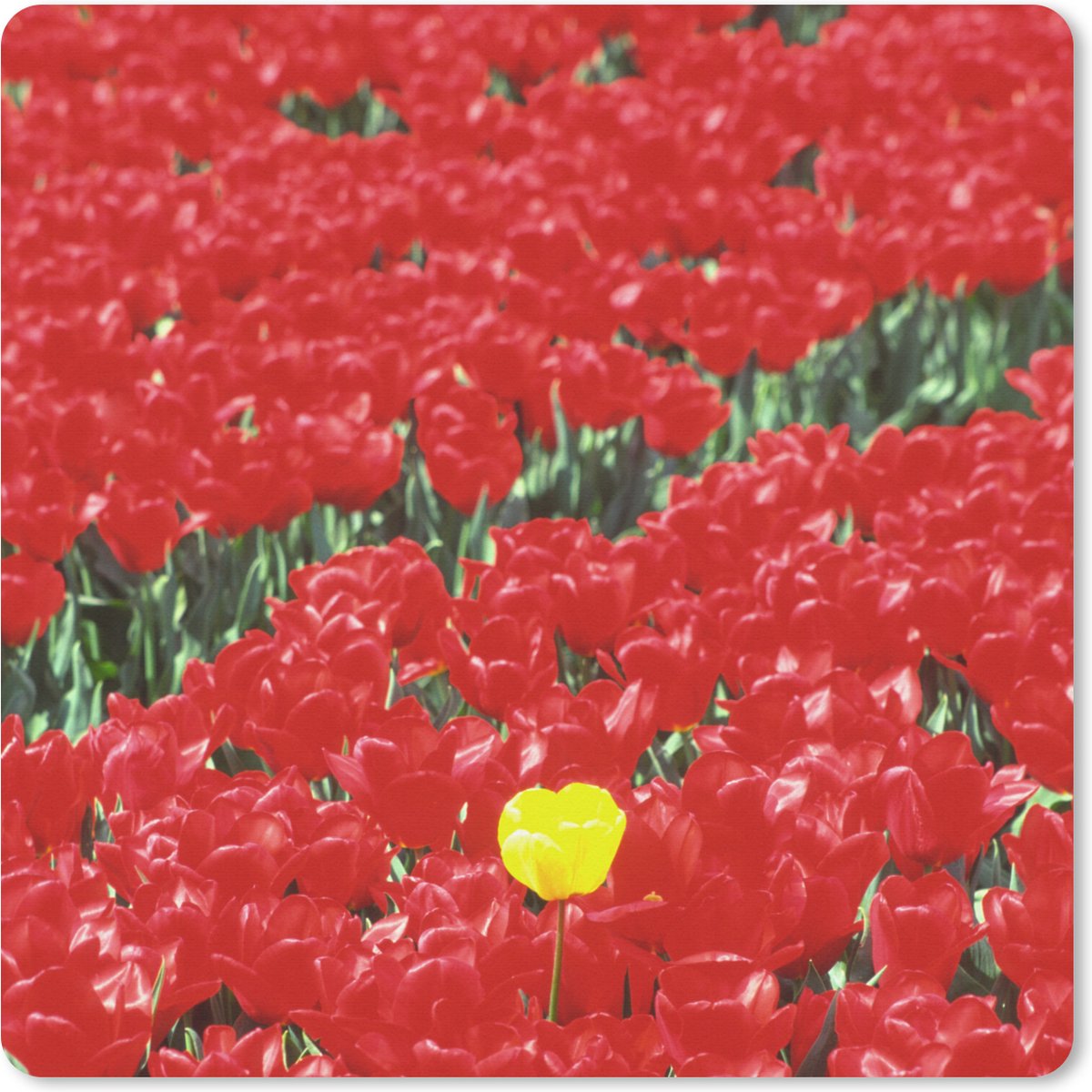 Muismat XXL 50x50 cm - Bureau onderlegger - Bureau mat Een veld met rode tulpen in Nederland - Bureaumat - Gaming mousepad xl - Bureaulegger groot - Computer deskmat