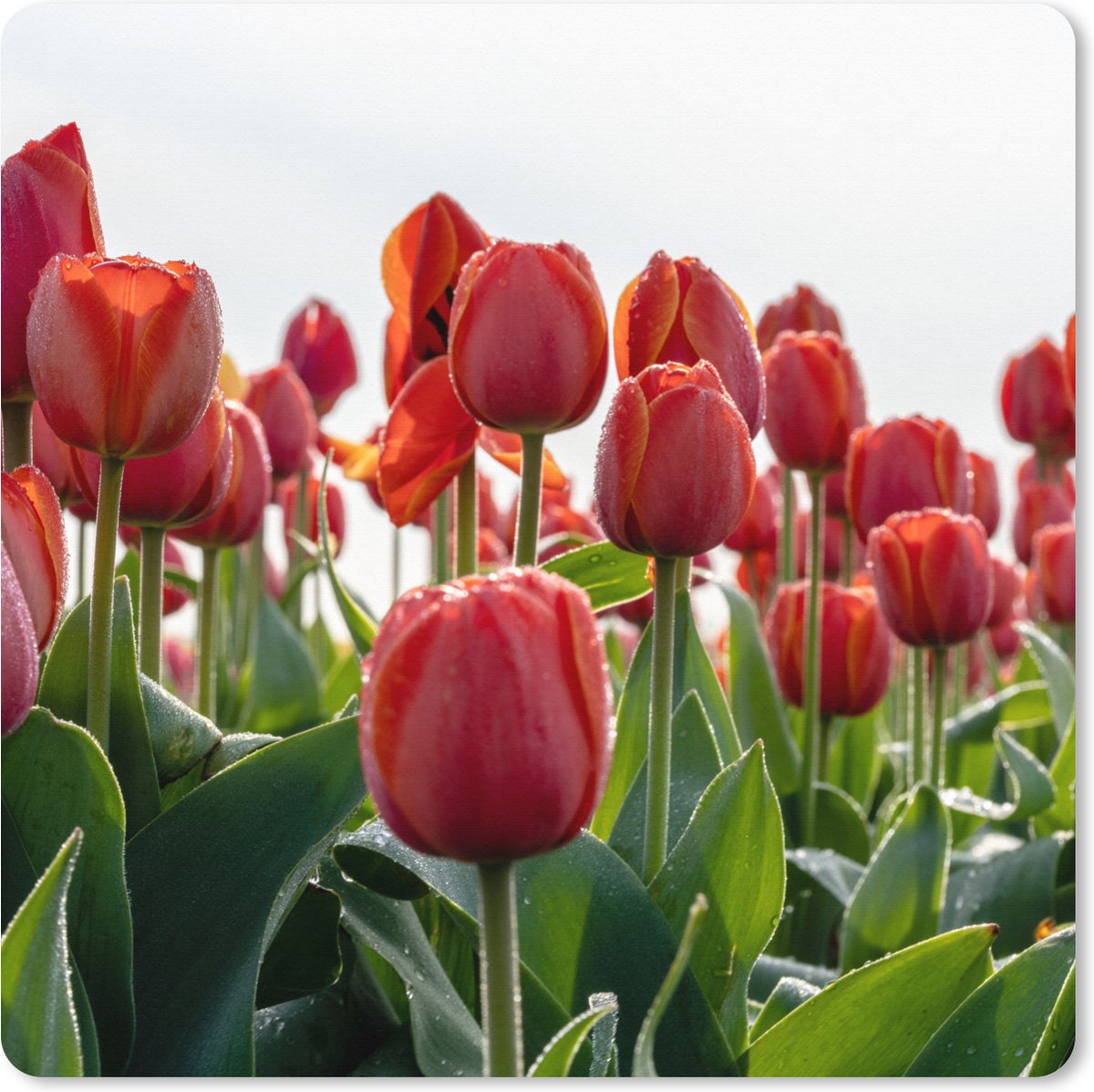 Muismat XXL 60x60 cm - Bureau onderlegger - Bureau mat Een gebied met rode tulpen in Nederland - Bureaumat - Gaming mousepad xl - Bureaulegger groot - Computer deskmat