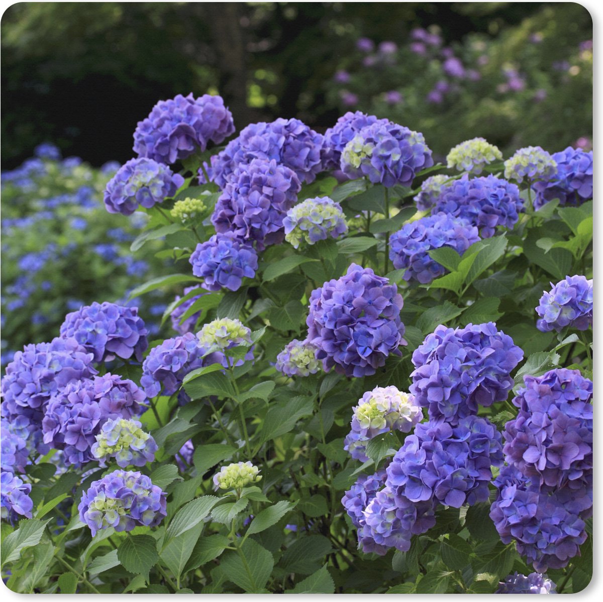 Muismat XXL - Bureau onderlegger - Bureau mat - Paarse hortensia's in een Japanse tuin - 80x80 cm - XXL muismat