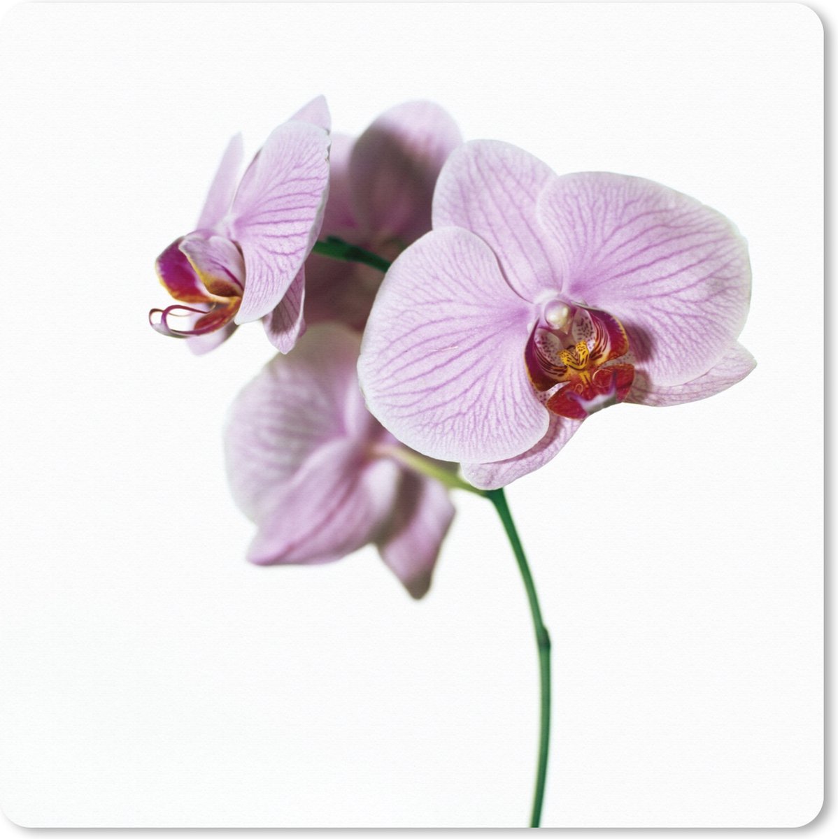 Muismat XXL 50x50 cm - Bureau onderlegger - Bureau mat Roze orchideebloem - Bureaumat - Gaming mousepad xl - Bureaulegger groot - Computer deskmat