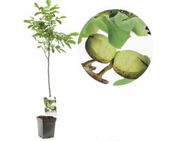 Walnoot - walnotenboom - Juglans regia - onveredelde walnoot - zelfbestuivend