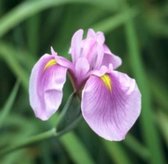6 x Iris laevigata 'Rose Queen' - JAPANSE LIS, JAPANSE WATERIRIS 'ROSE QUEEN' - pot 9 x 9 cm