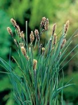 6 x Carex panicea - Blauwe zegge - pot 9 x 9 cm