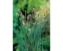 6 x Carex panicea - Blauwe zegge - pot 9 x 9 cm