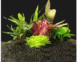 Aquariumplanten Pakket voor 60CM Aquarium